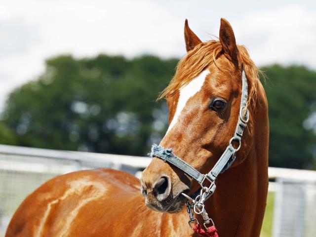 24年新種牡馬の重賞一番乗り 唯一のステッペンウルフ産駒が北の大地でV