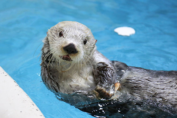 鳥羽水族館でラッコが見たい！飼育員さんとの掛け合いを見るコツ＜三重・2024＞（じゃらんニュース） - Yahoo!ニュース