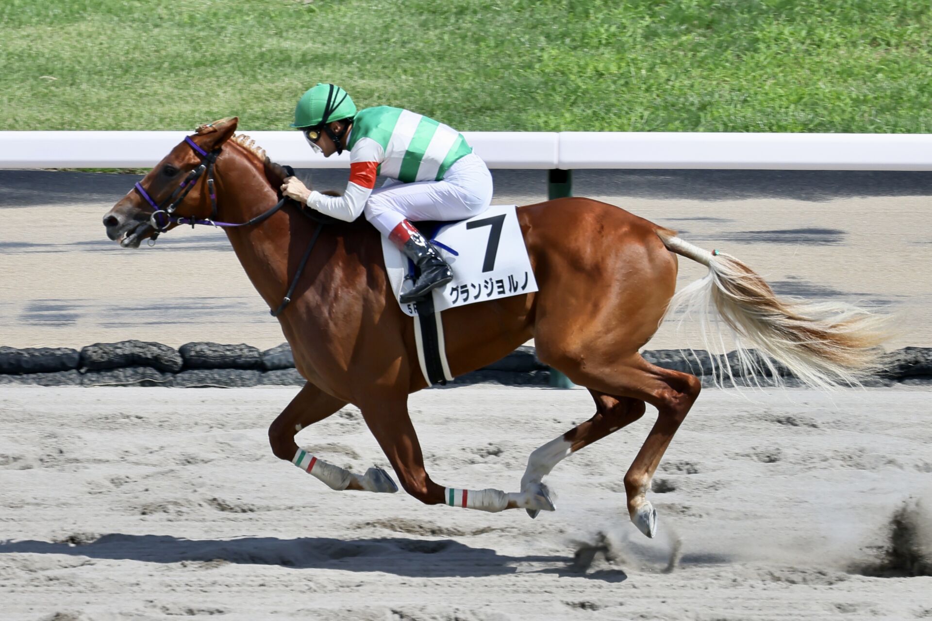 【新馬/札幌5R】ゴールドドリーム産駒 グランジョルノが完勝