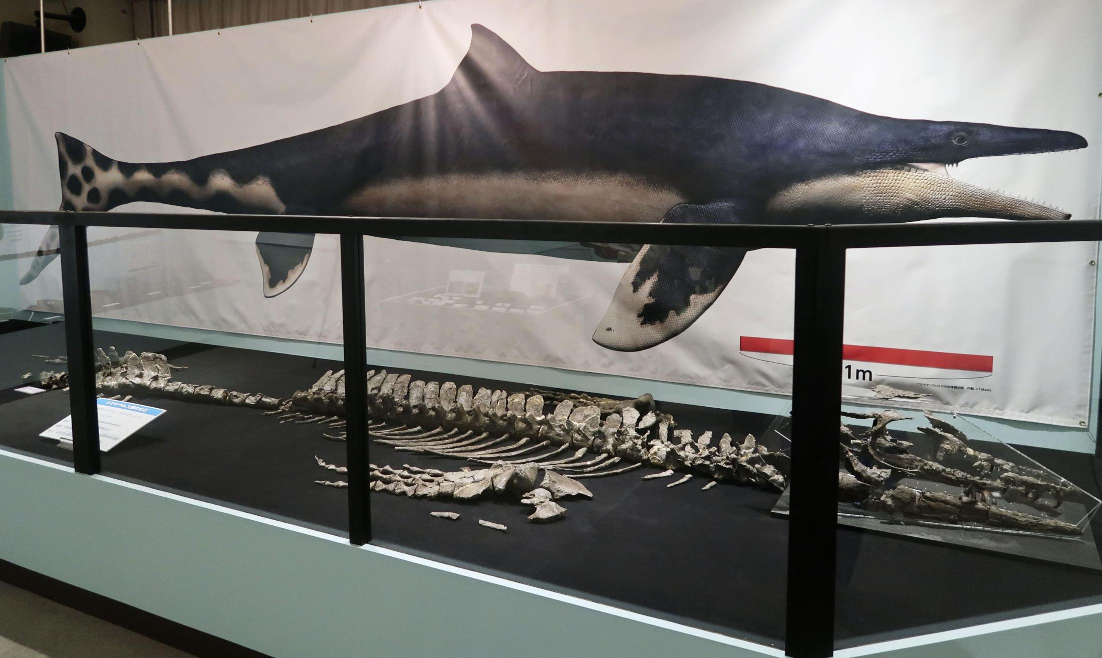 和歌山県立自然博物館 限定 ワカヤマソウリュウ 歯 化石 実物大