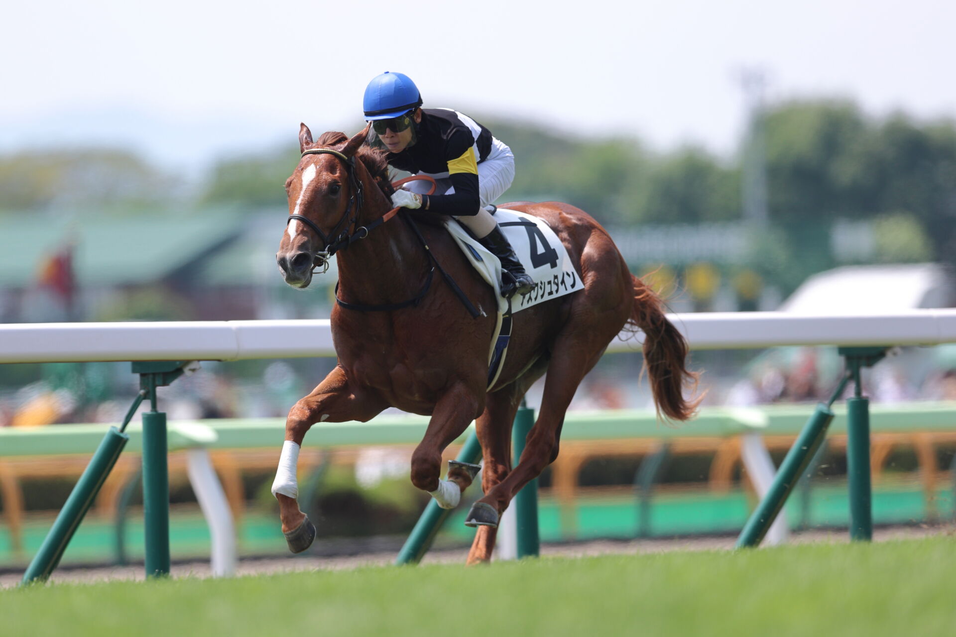 【札幌2歳S登録馬】連勝中アスクシュタインなど15頭