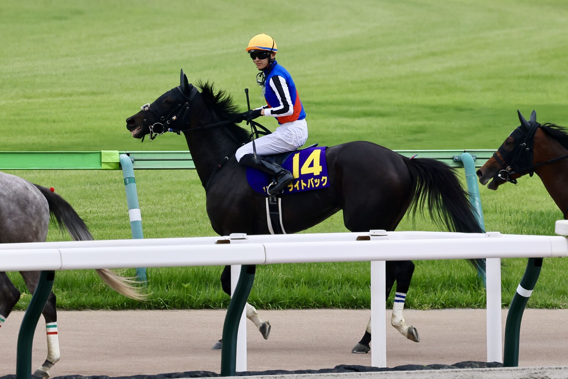 【新潟記念登録馬】牝馬ライトバックなど13頭