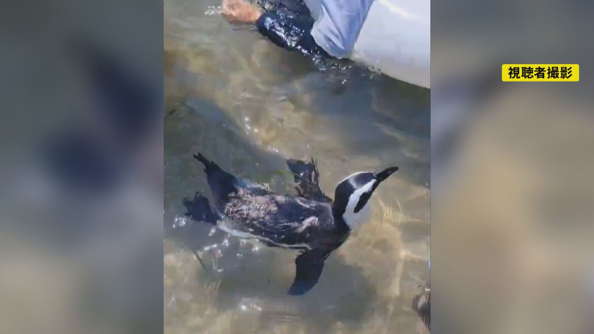 日本でペンギンをペットにされていることが海外でニュースに 人気