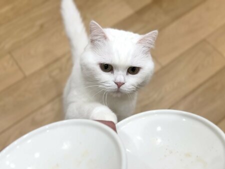 猫の食後に皿を回収したら かわいい「確認」に反響続出 「強欲な所がたまらない」（LIMO） - Yahoo!ニュース