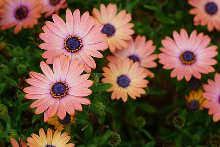 ほぼほったらかしで毎秋キレイな花が咲く《手間いらずな秋植え多年草》厳選5種！（LIMO） - Yahoo!ニュース