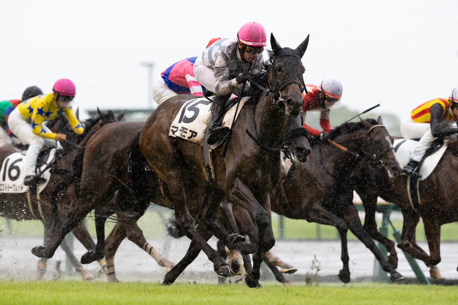 【中京7R】良血マルモアが初勝利…母はマーブルカテドラル