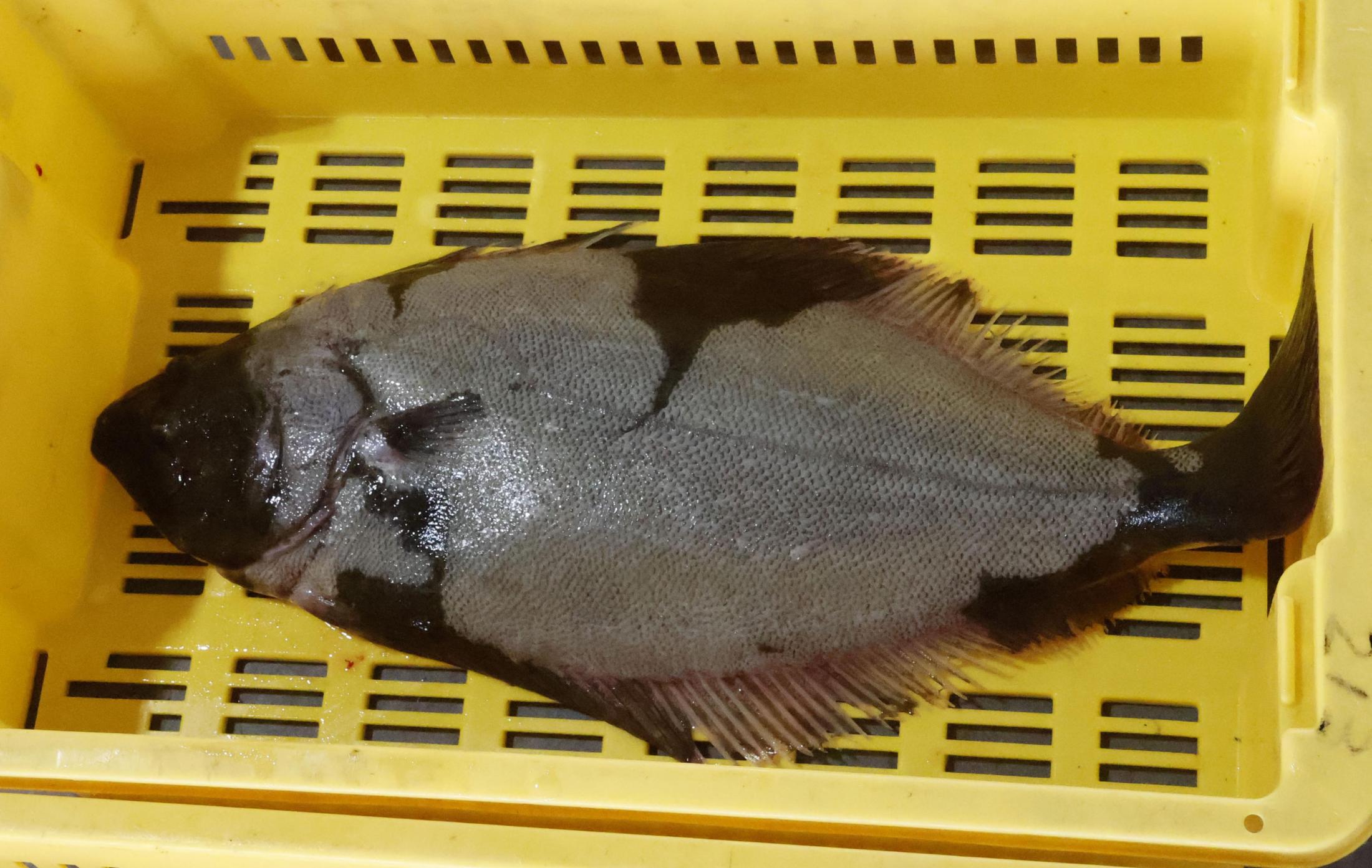 恵比寿ヒラメ」売り出し中、福島・相馬 捨てられていた未利用魚、漁師太鼓判の味（共同通信） - Yahoo!ニュース