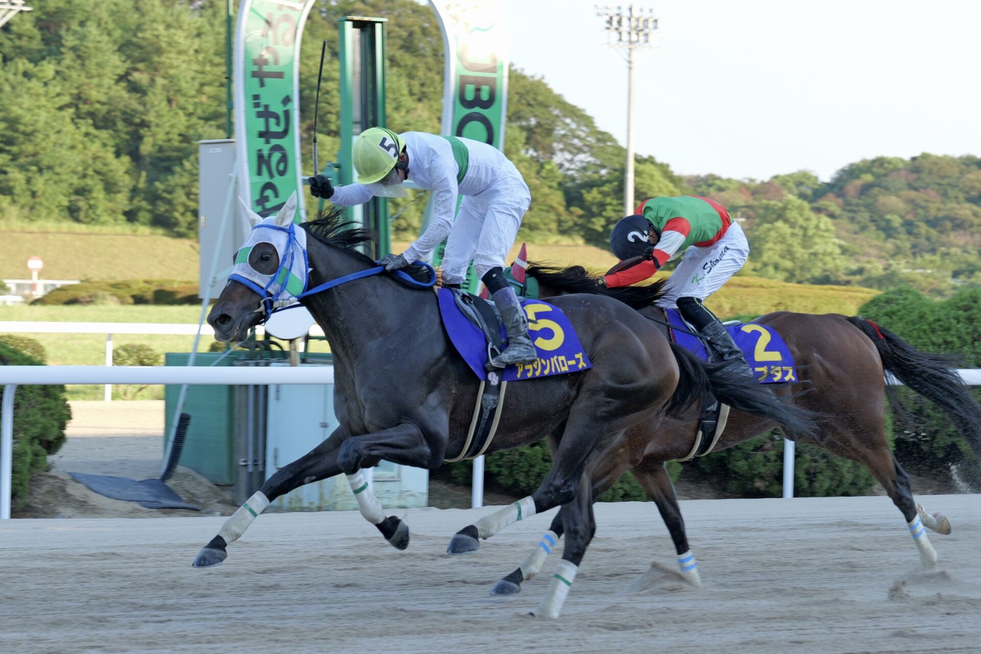 【サマーチャンピオン】兵庫アラジンバローズが快勝…60kgラプタスは2着