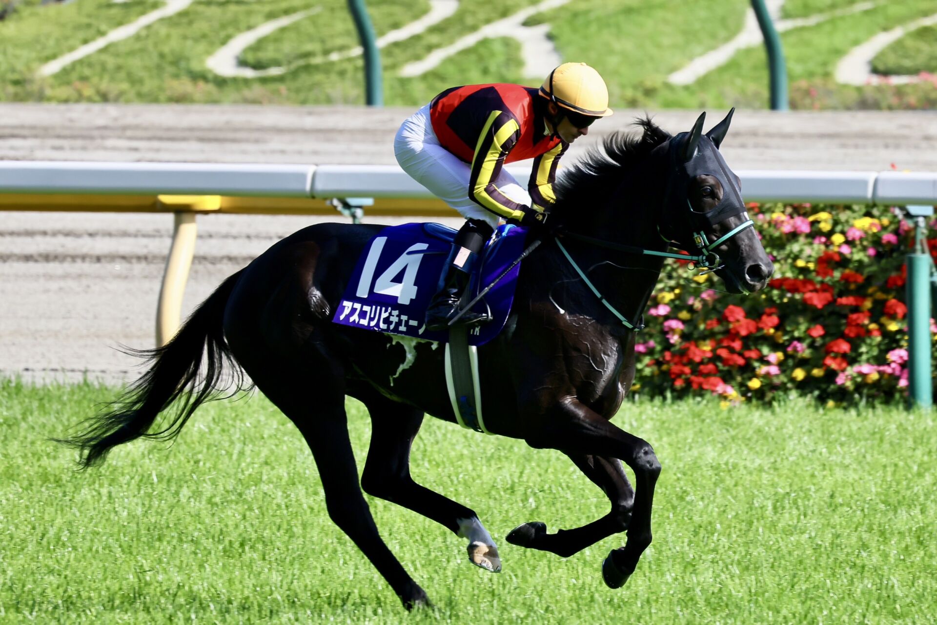 【京成杯AH登録馬】アスコリピチェーノなど19頭