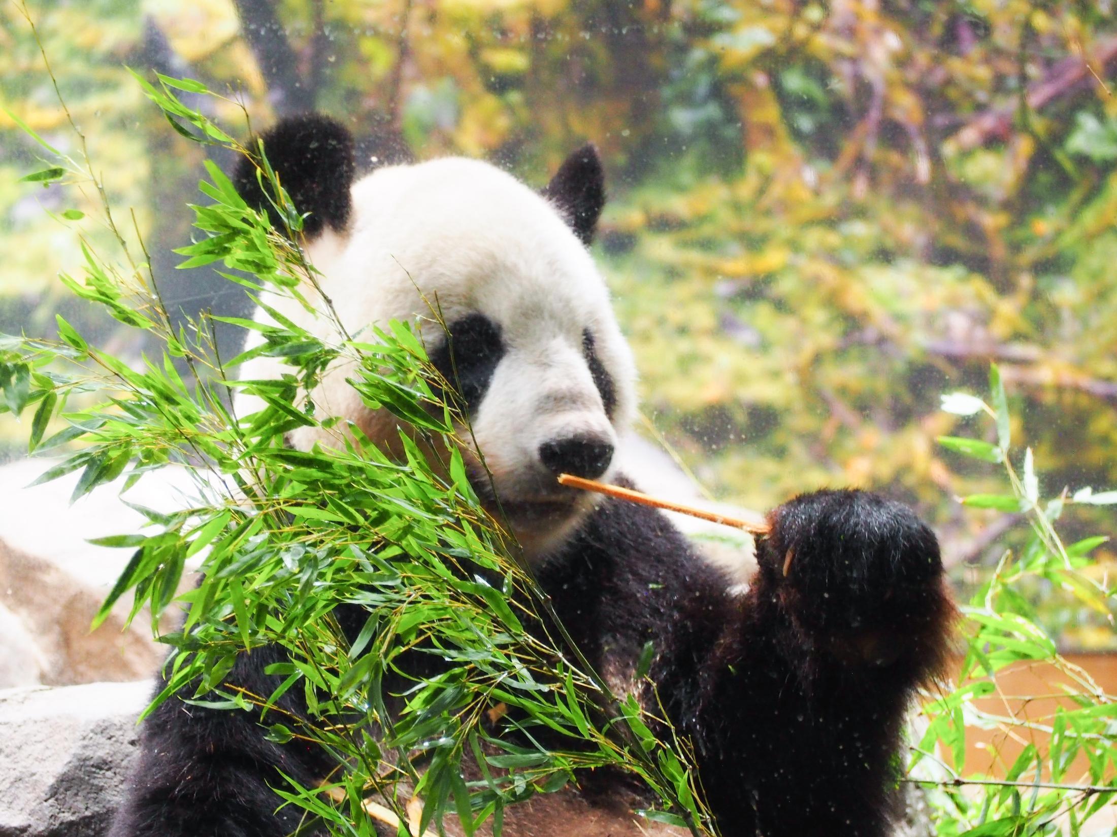 上野動物園のパンダ「リーリー」と「シンシン」中国で治療に専念