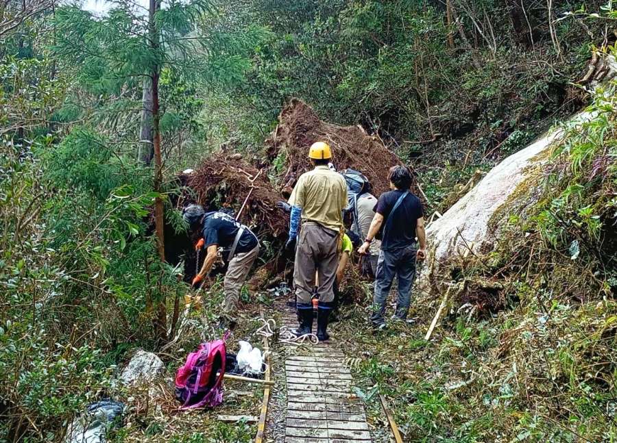 縄文杉は無事確認！ 太古の森は力強かった 台風10号の爪痕、名所ルートは土砂や倒木で寸断  屋久島観光の早期回復願いガイドら有志が除去に全力（南日本新聞） - Yahoo!ニュース