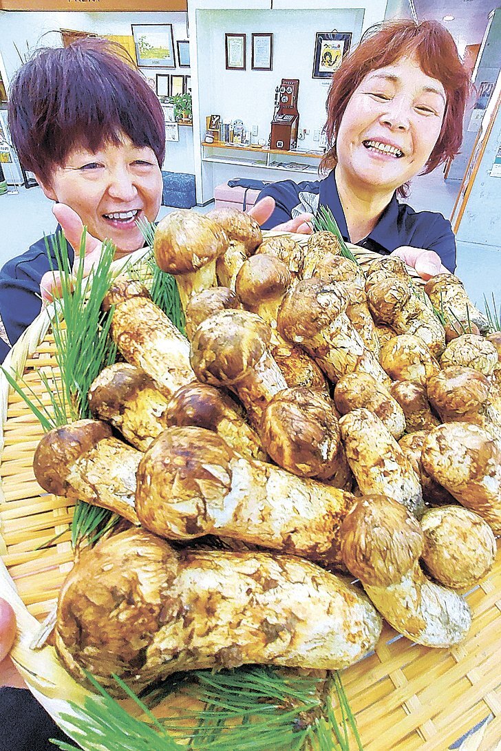 マツタケ入荷始まる 今年は質・量充実 長野県松本市四賀の松茸山荘（市民タイムスWEB） - Yahoo!ニュース