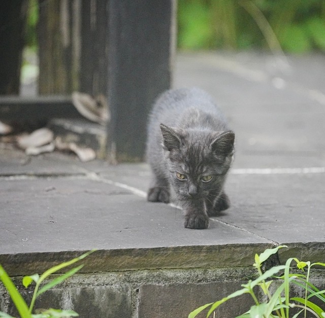 夜明け前の子猫の鳴き声から始まった4日間の保護劇 変わりゆく街で地域猫が直面する現実（まいどなニュース） - Yahoo!ニュース