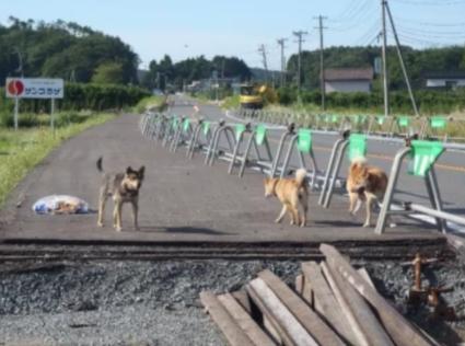 北海道 地震 ペット