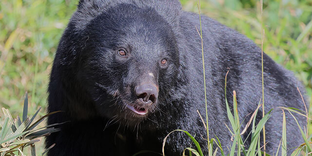 ここで俺の人生は終わるんだな」 タケノコ採り中にクマ遭遇、至近距離で睨み合った男性が“無傷”で生還できたワケ（弁護士JPニュース） -  Yahoo!ニュース