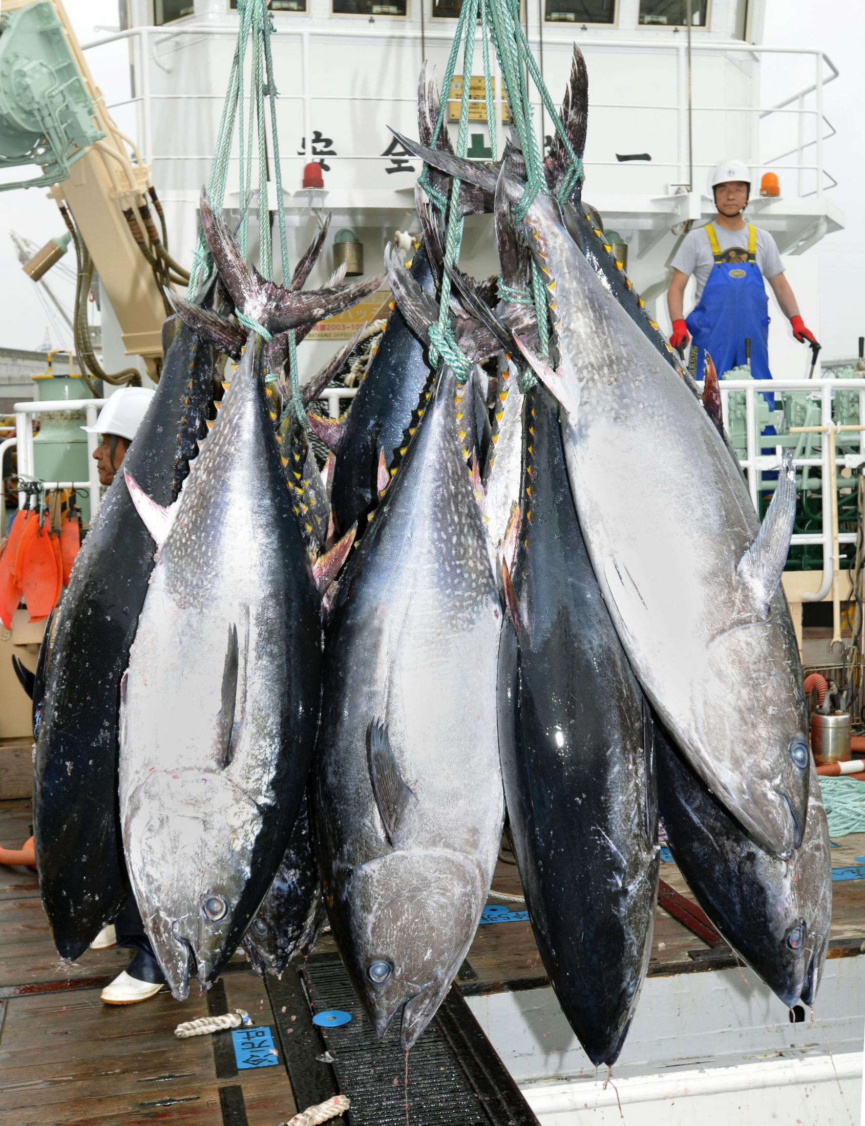 マグロ R6年収穫 鹿児島県産直 13℃一定保存 5分5kg 8分5kg 生本マグロ 大トロ ブロック (約500g) 国産 (主に 鹿児島産 長崎