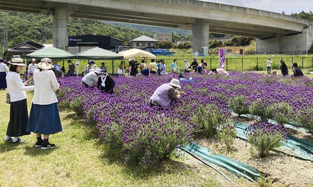 ラベンダーで古都彩る、滋賀・紫香楽宮 地元住民ら、新しい観光