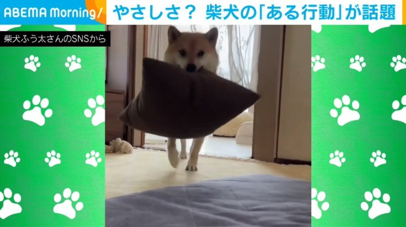 たってる間にクッションを濡らすイタズラしたら 販売 犬さんが守ってた