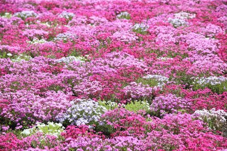 雪国で《植えてよかった》グランドカバー植物4選。植えっぱなしOKの多年草【雑草対策に】（LIMO） - Yahoo!ニュース