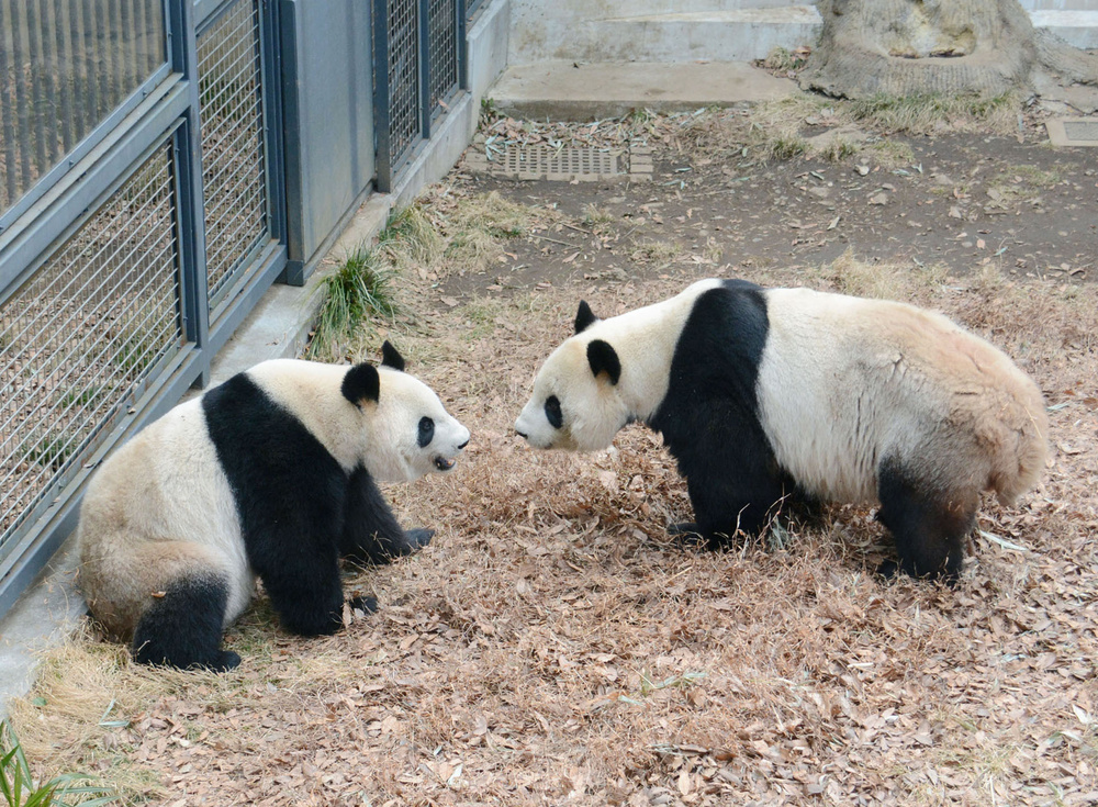 パンダのカップル中国へ出発 上野動物園にお別れ（共同通信） - Yahoo!ニュース