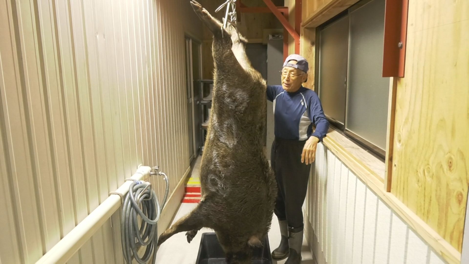 まさに「山の主」です。
28日夕方、鳥取県江府町の奥大山で、体重140キロほどの巨大イノシシが捕獲されました。
松原佑基キャスター
「おー、これは大きい!人間よりも大きいですね」
この巨大イノシ