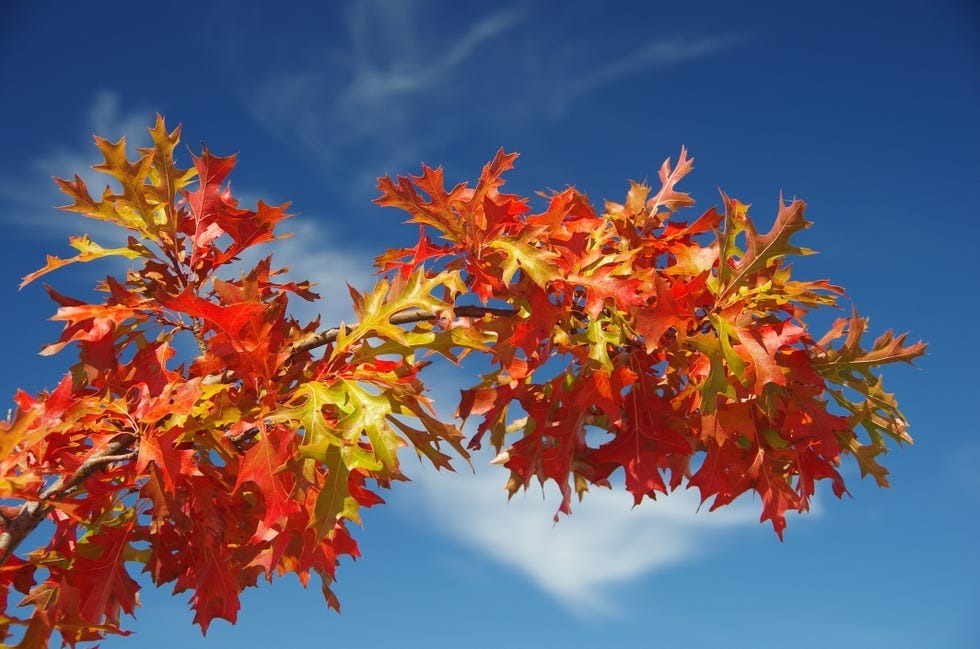 自宅で紅葉が楽しめるおすすめ庭木＆植物16選【大人気グリーンショップ監修】家の庭やベランダで美しい秋を堪能しよう！（モダンリビング） -  Yahoo!ニュース