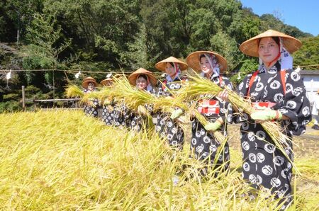 祐徳稲荷神社で伝統行事「抜穂祭」 巫女が感謝の稲刈り 笛や笏拍子の音色に合わせ 鹿島市（佐賀新聞） - Yahoo!ニュース