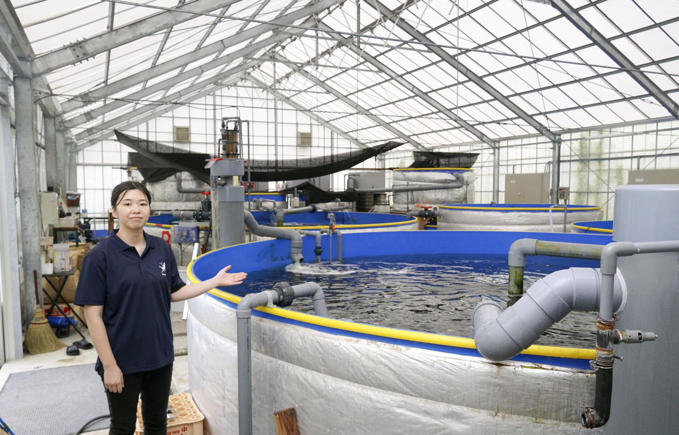 海なし県・埼玉でサバの陸上養殖に成功 温泉施設が培った水質管理ノウハウ生かす（共同通信） - Yahoo!ニュース