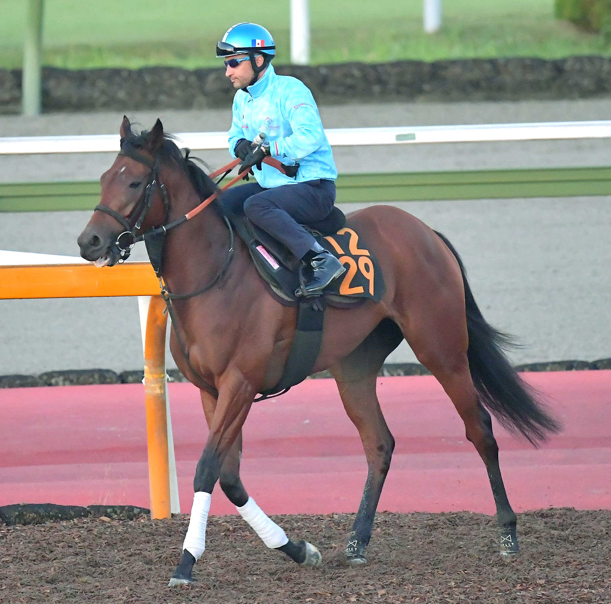 【新潟＆東京の危険な人気馬】ブレイディヴェーグ　東京１１Ｒ府中牝馬Ｓ（デイリースポーツ） - Yahoo!ニュース