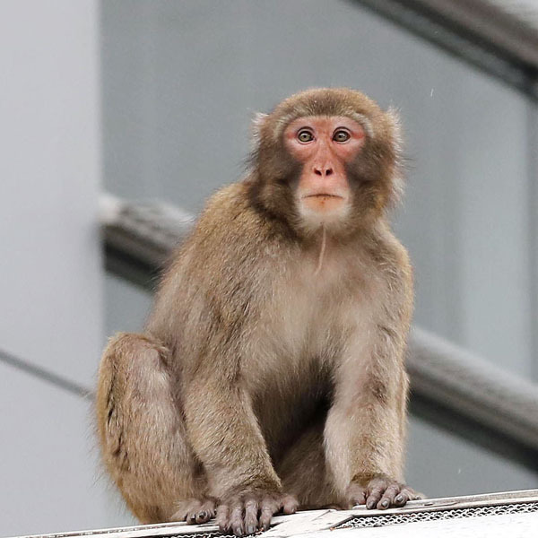 左手のないサル」が都内に出没…福島から170キロ移動か？ 専門家が見解（日刊ゲンダイDIGITAL） - Yahoo!ニュース