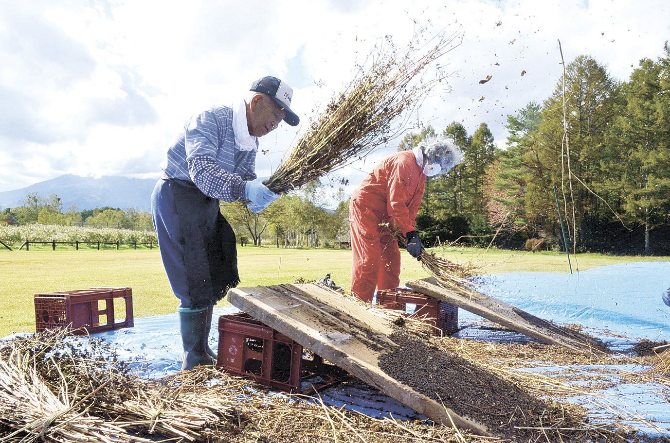 ソバの脱穀 昔ながらに 長野県木曽郡木曽町開田の原風景 住民が継承（市民タイムスWEB） - Yahoo!ニュース