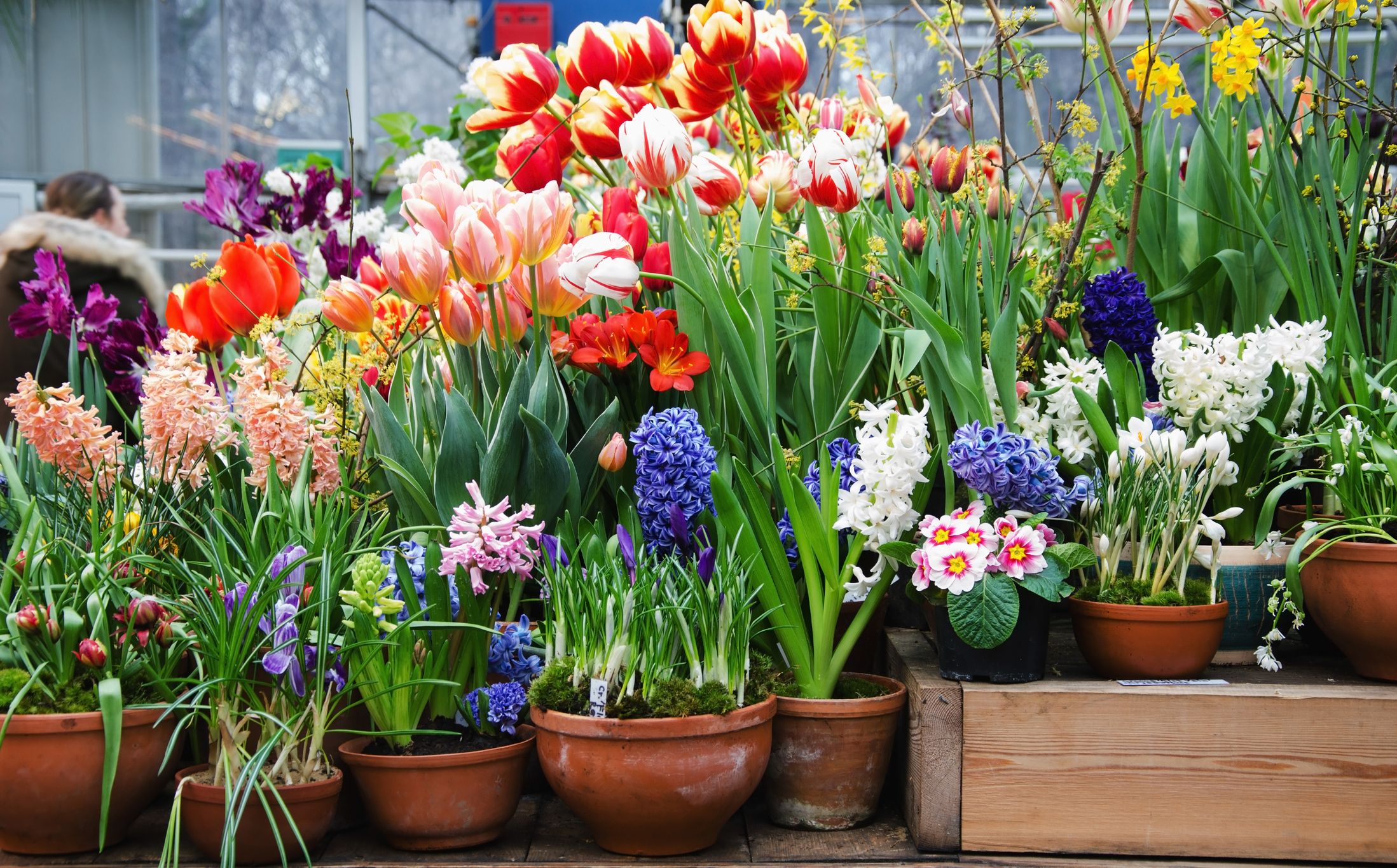 チューリップ、スイセン、クロッカス…春に楽しみたい球根の花を植えるなら今！簡単な寄せ植え方法とは？（モダンリビング） - Yahoo!ニュース