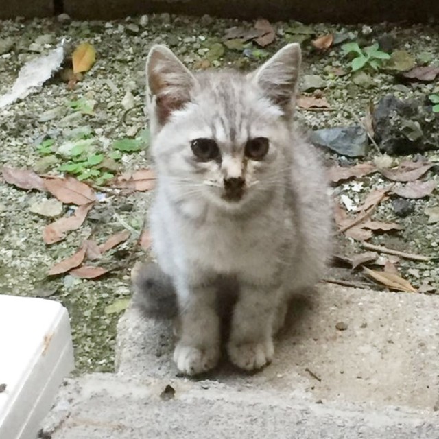 玄関先でうずくまっていた子猫…8年経った現在の美ニャン姿が尊い「最期まで愛情を注ぎ続けたい」（まいどなニュース） - Yahoo!ニュース