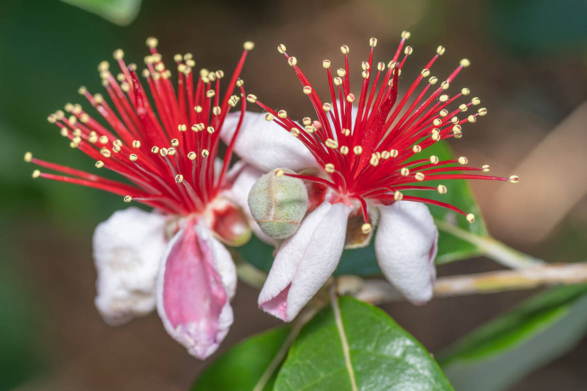 見てよし！食べてよし！花も果実もシルバーリーフも楽しめる「フェイジョア」の魅力（みんなの趣味の園芸） - Yahoo!ニュース