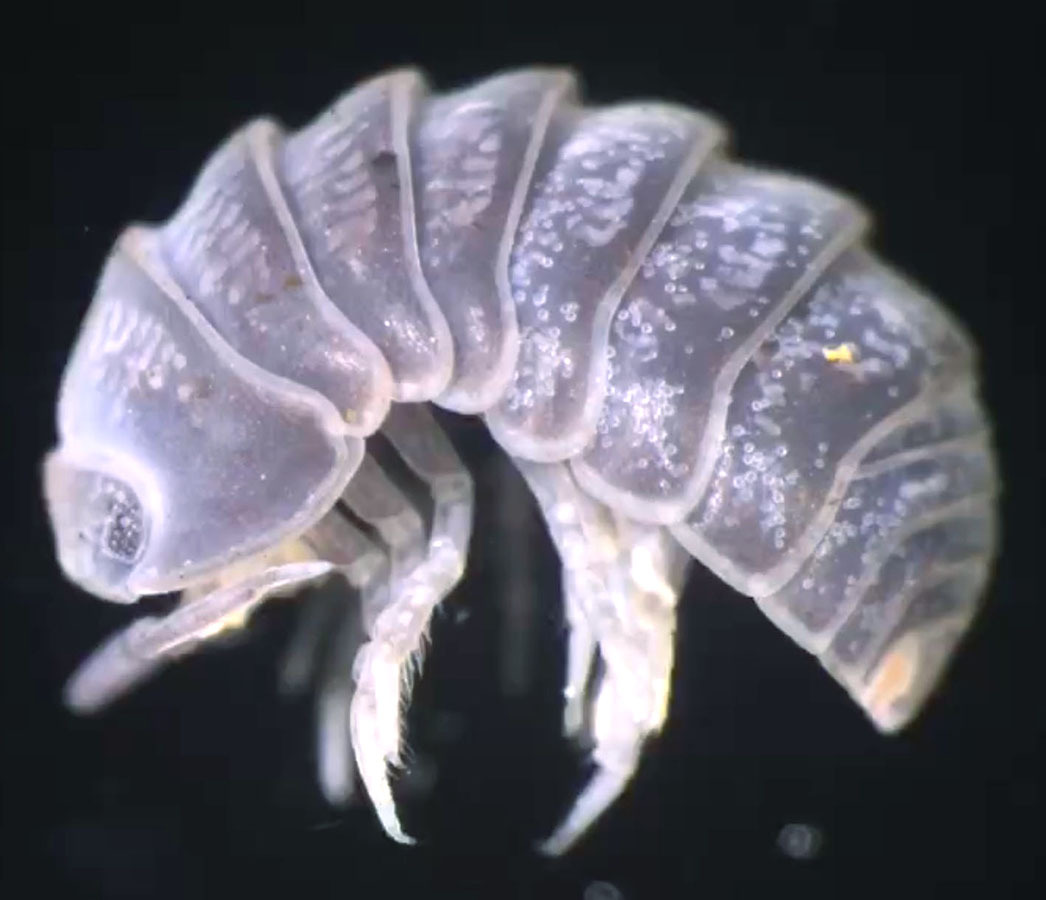 探究的学習で発見、県内初確認 揥水小1年がケナガコシビロダンゴムシ（夕刊三重） - Yahoo!ニュース