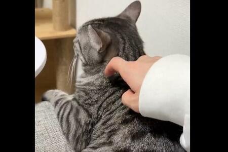 猫に「肩トントン・ほっぺツン」をした結果…370万超えの反響「まさかの反応！？」「さすが猫様w」の声（LIMO） - Yahoo!ニュース