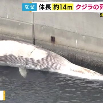 神戸港沖でクジラの死骸見つかる　体長14メートル　太平洋で死んで流れ着いたか　神戸市が処理を協議予定(関西テレビ)