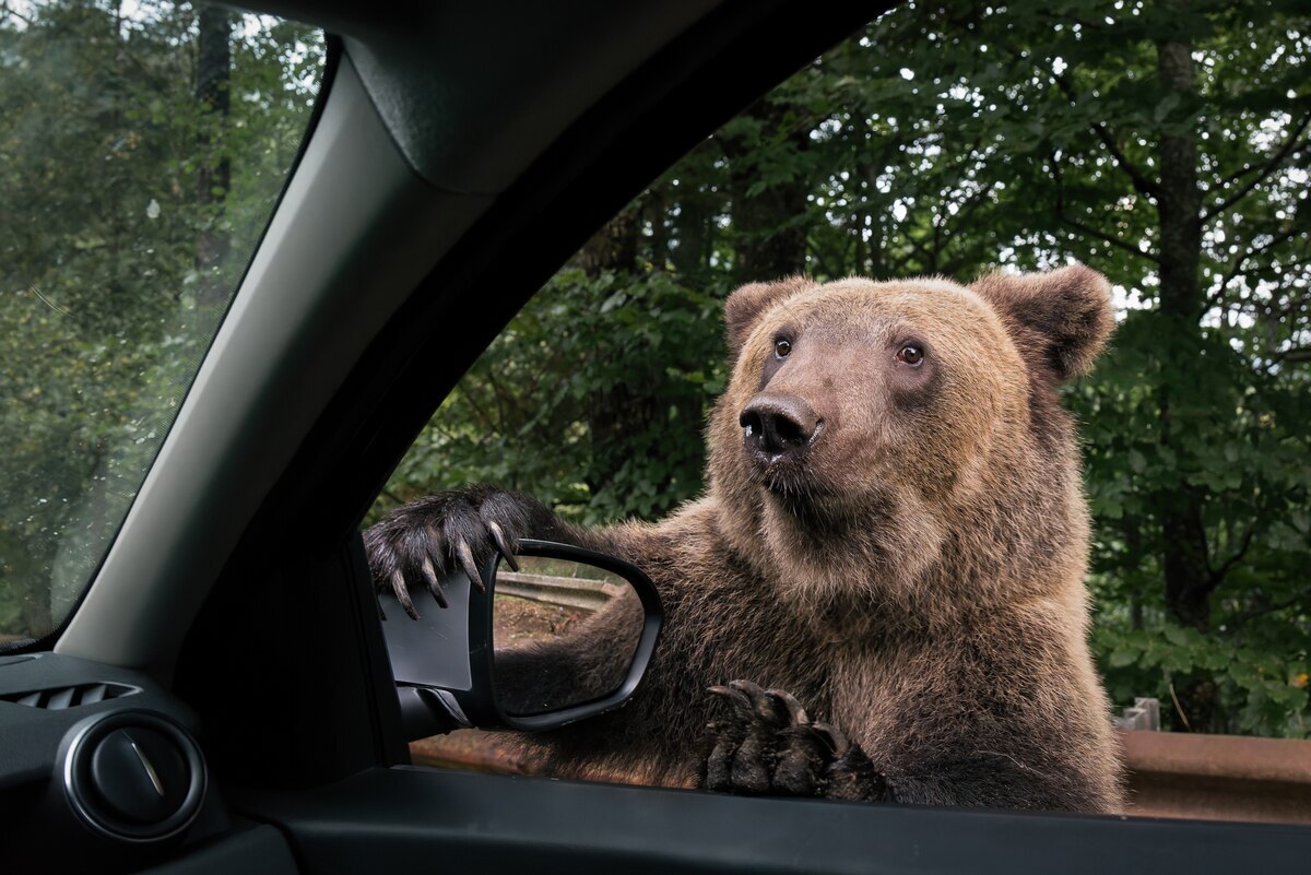 腹をすかせたヒグマが目の前に！ 恐怖は後で一気に押し寄せた　なぜこんな状況に！？（ナショナル ジオグラフィック日本版） 