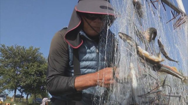 産卵のため川を下るアユを捕獲「瀬張り網漁」最盛期 ロープが水面をたたく音で驚かせ網で捕獲する伝統的な漁 岐阜市・長良川（中京テレビＮＥＷＳ） -  Yahoo!ニュース