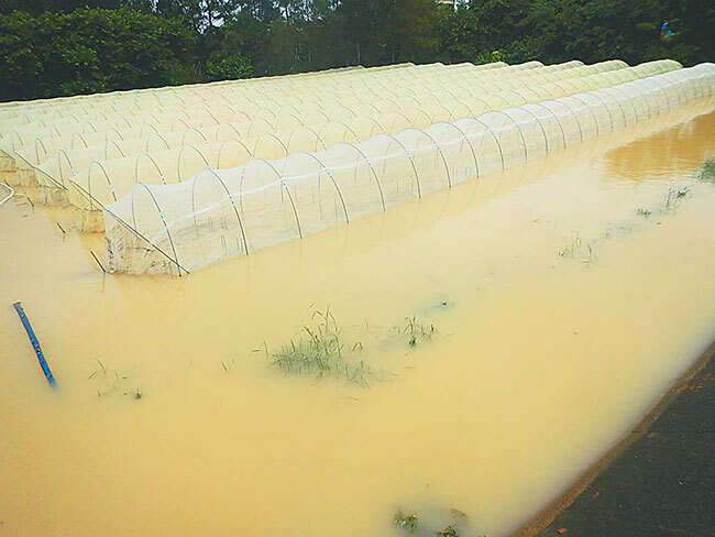 サトウキビ穂先まで水没 種まき後のインゲンマメも 奄美・沖縄の大雨（日本農業新聞） - Yahoo!ニュース