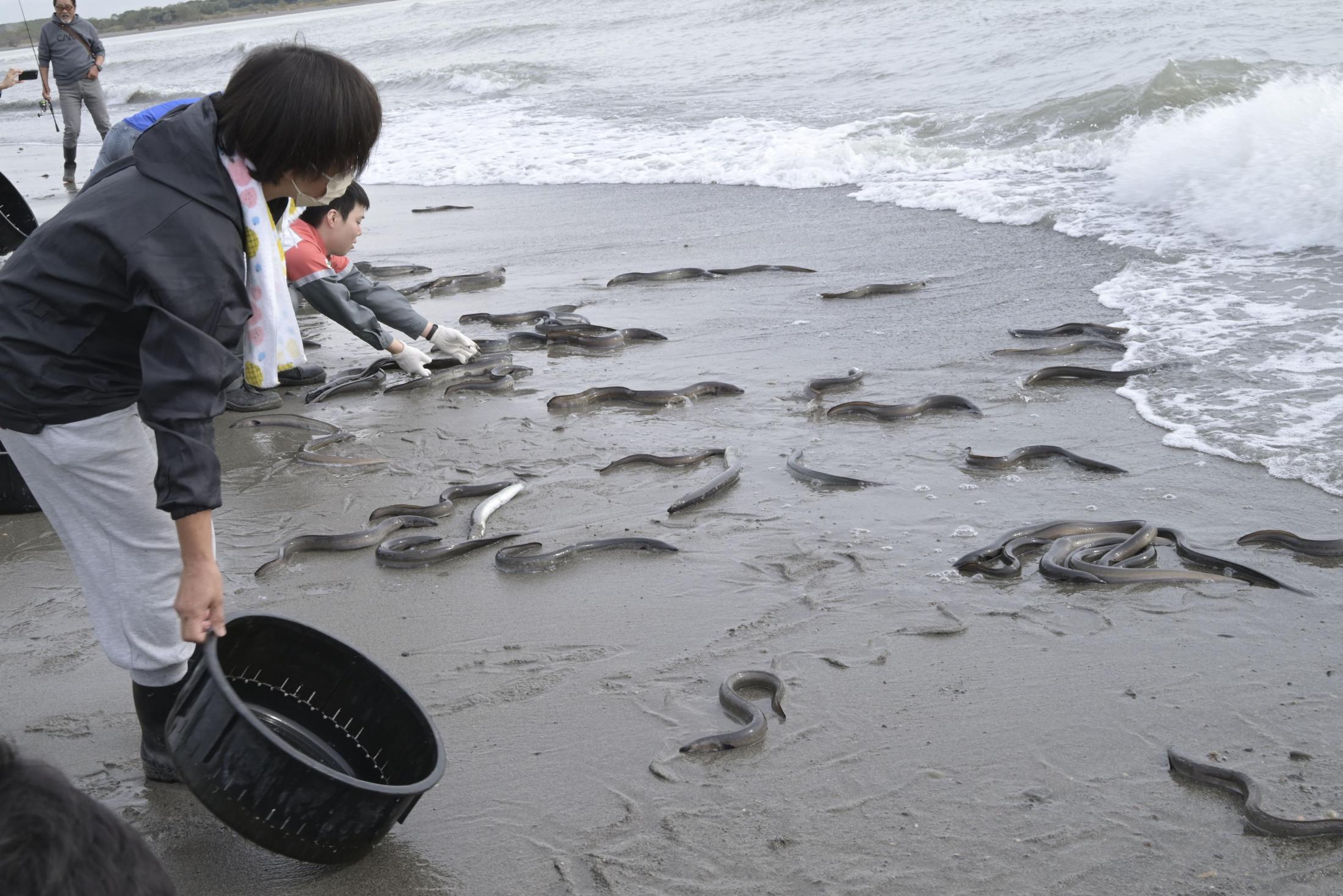 露地池ウナギを川に放流、静岡 「天然」の増加に期待（共同通信） - Yahoo!ニュース