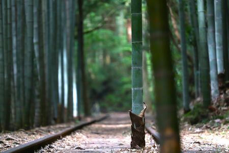 日本一美しい廃線跡”、旧国鉄倉吉線廃線跡の魅力とその知られざる歴史（JBpress） - Yahoo!ニュース