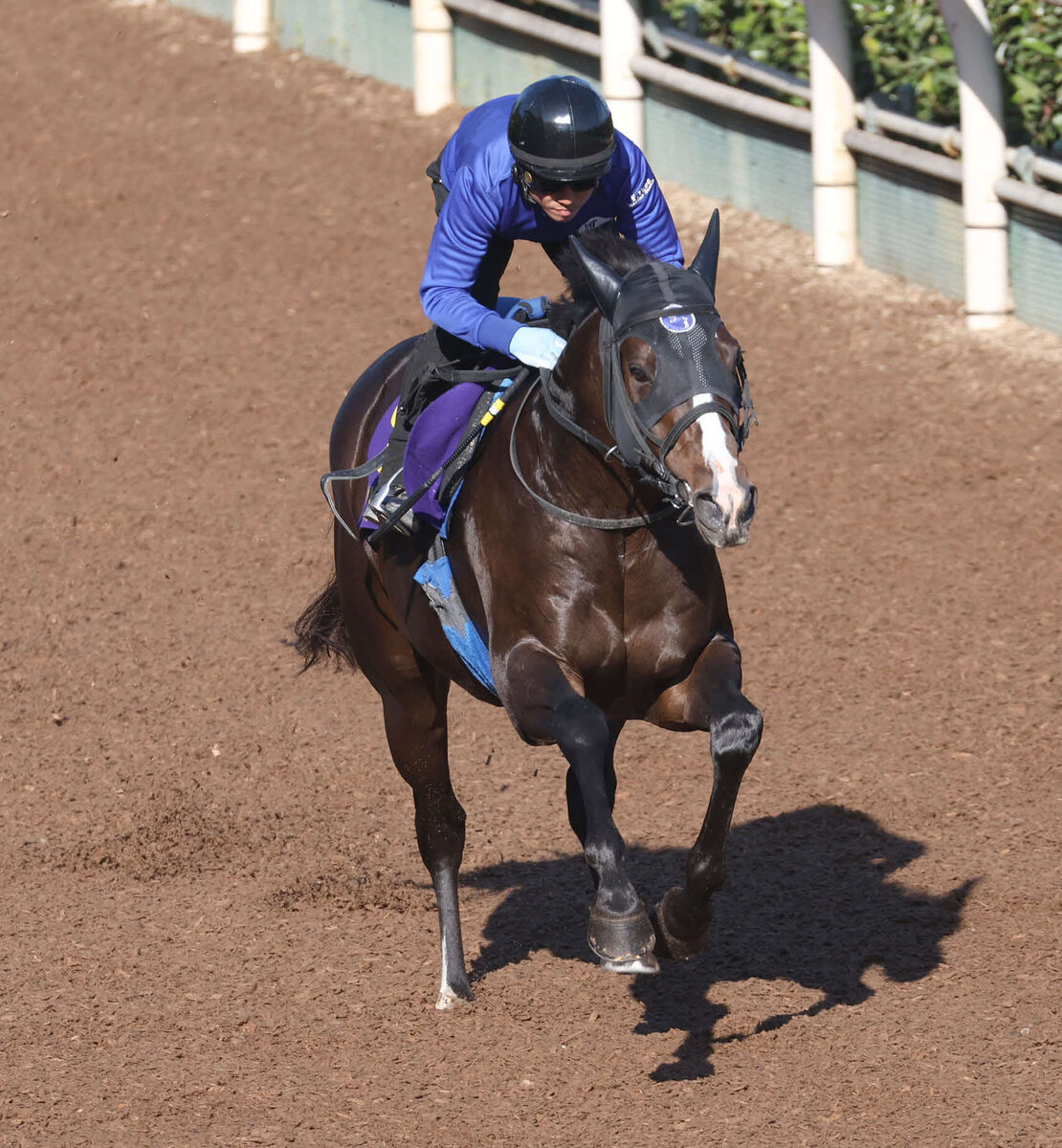 マイルＣＳ】大混戦！ 単勝５倍以下が４頭 唯一のＧ１未勝利馬は３年連続挑戦のあの馬 前日オッズ（馬トク報知） - Yahoo!ニュース