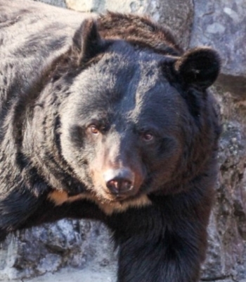 警察の中に山やクマの習性に詳しい者がいない」「後方に陣取るだけ」…猟友会のハンターが明かす、「クマ被害は人災」と言えるワケ（現代ビジネス） -  Yahoo!ニュース