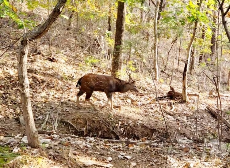 大きな角で威嚇、攻撃的…韓国南部で“繁殖期”鹿が頻繁に出没、住民に広がる不安（KOREA WAVE） - Yahoo!ニュース