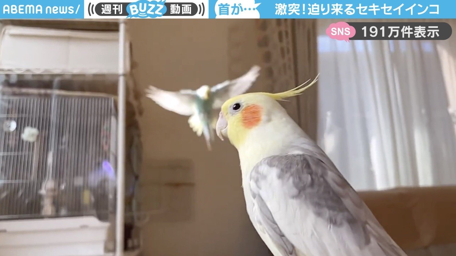 当て逃げ…w」飛んできたセキセイインコがオカメインコに“激突”！「笑ったwスローの臨場感」「足蹴りされてる！」（ABEMA TIMES） -  Yahoo!ニュース