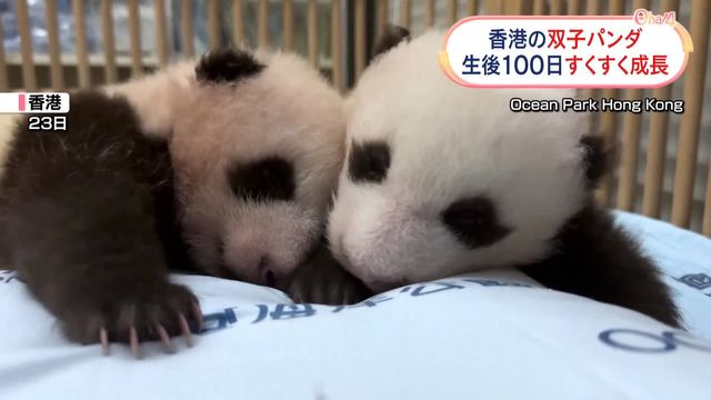 香港で初めて誕生した双子のパンダ 生後100日迎え元気な姿（日テレNEWS NNN） - Yahoo!ニュース