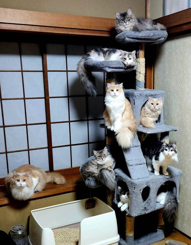 8匹の猫がキャットタワーに大集合、まるで猫のショールーム「指定席ですか？」飼い主も「すごい！」（まいどなニュース） - Yahoo!ニュース