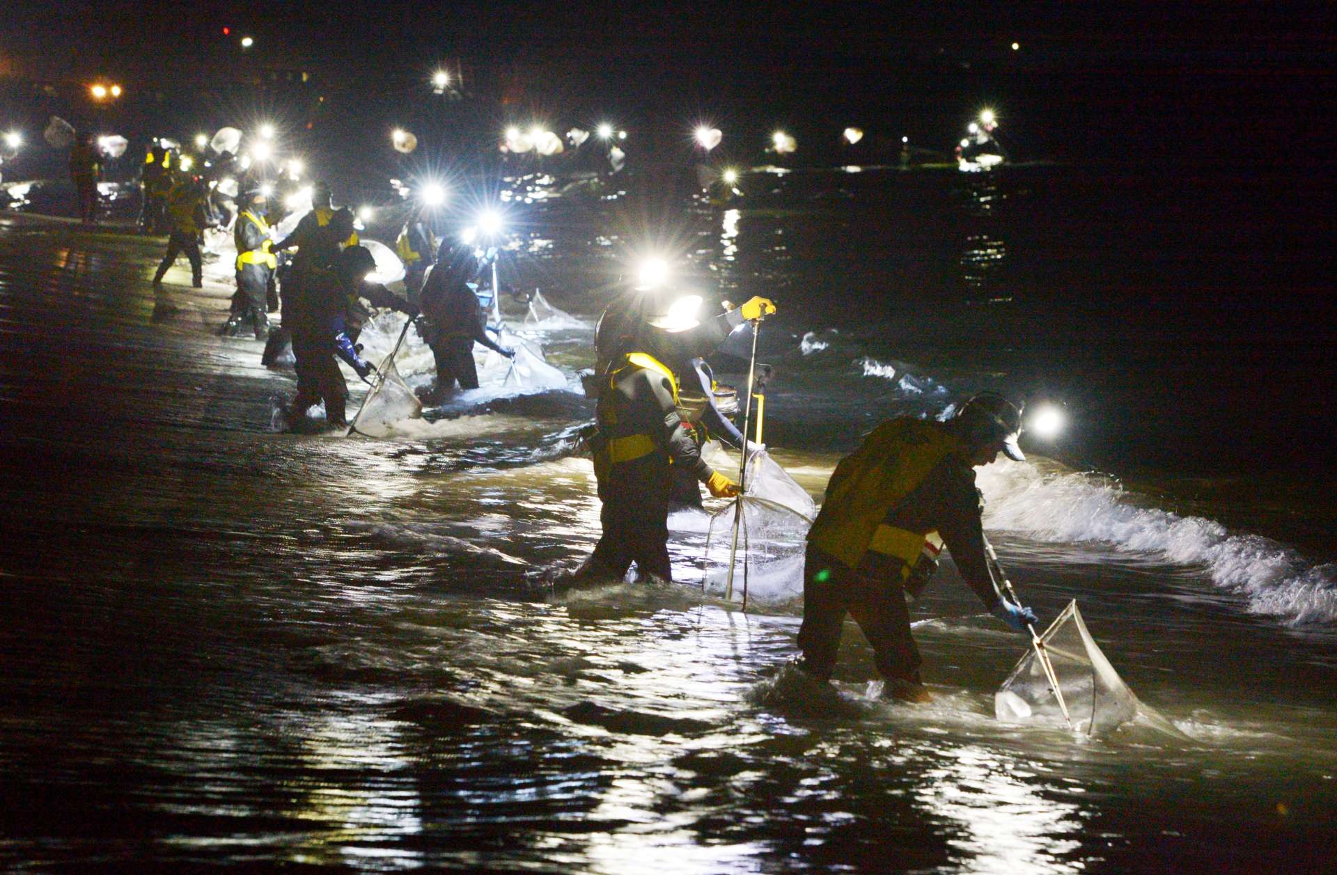 今年も豊漁になれば」シラスウナギ漁が解禁 無許可漁には厳しい罰則も 鹿児島県大崎町の菱田川（南日本新聞） - Yahoo!ニュース