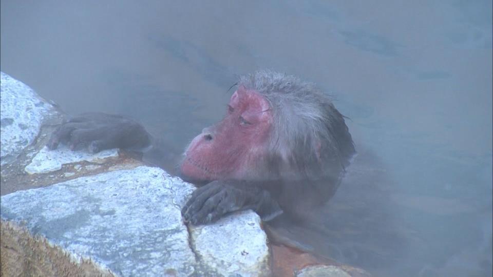 のんびりゆったりリラックス“サル山温泉”温度はこだわりの41.5℃「のぼせないのかな」半世紀続く、冬の風物詩にほっこり　北海道函館市（HBCニュース北海道） - Yahoo!ニュース